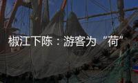 椒江下陈：游客为“荷”而来